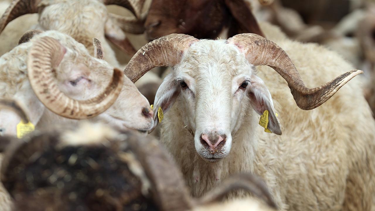 Adak ve Kurban Hizmetleri
