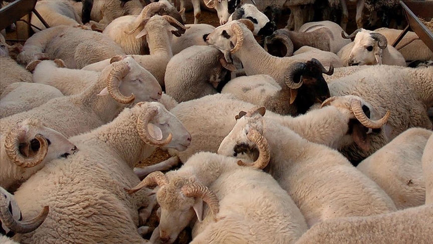 Profesyonel Kesim Hizmetleri